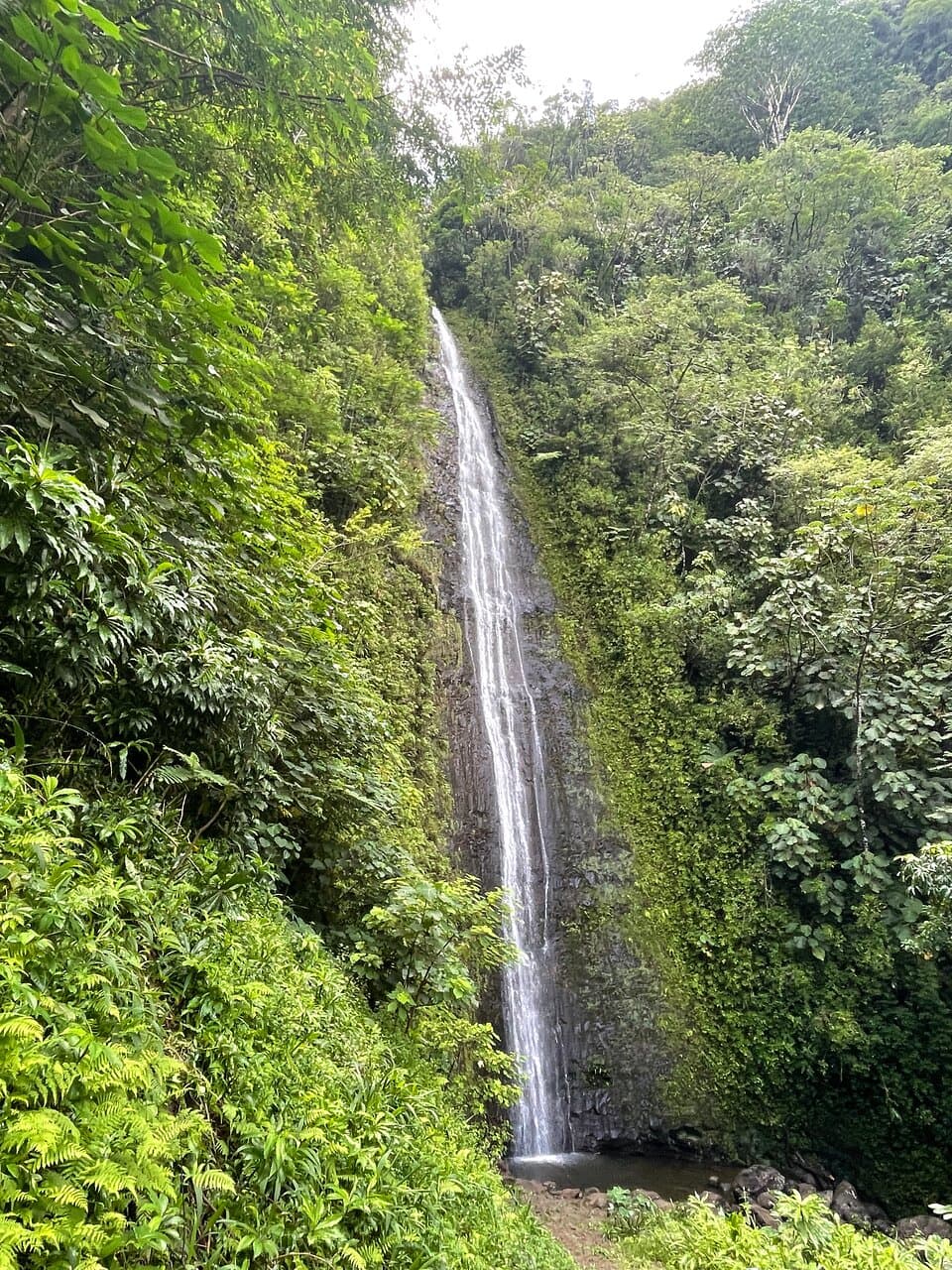 Manoa Falls Trail Honolulu