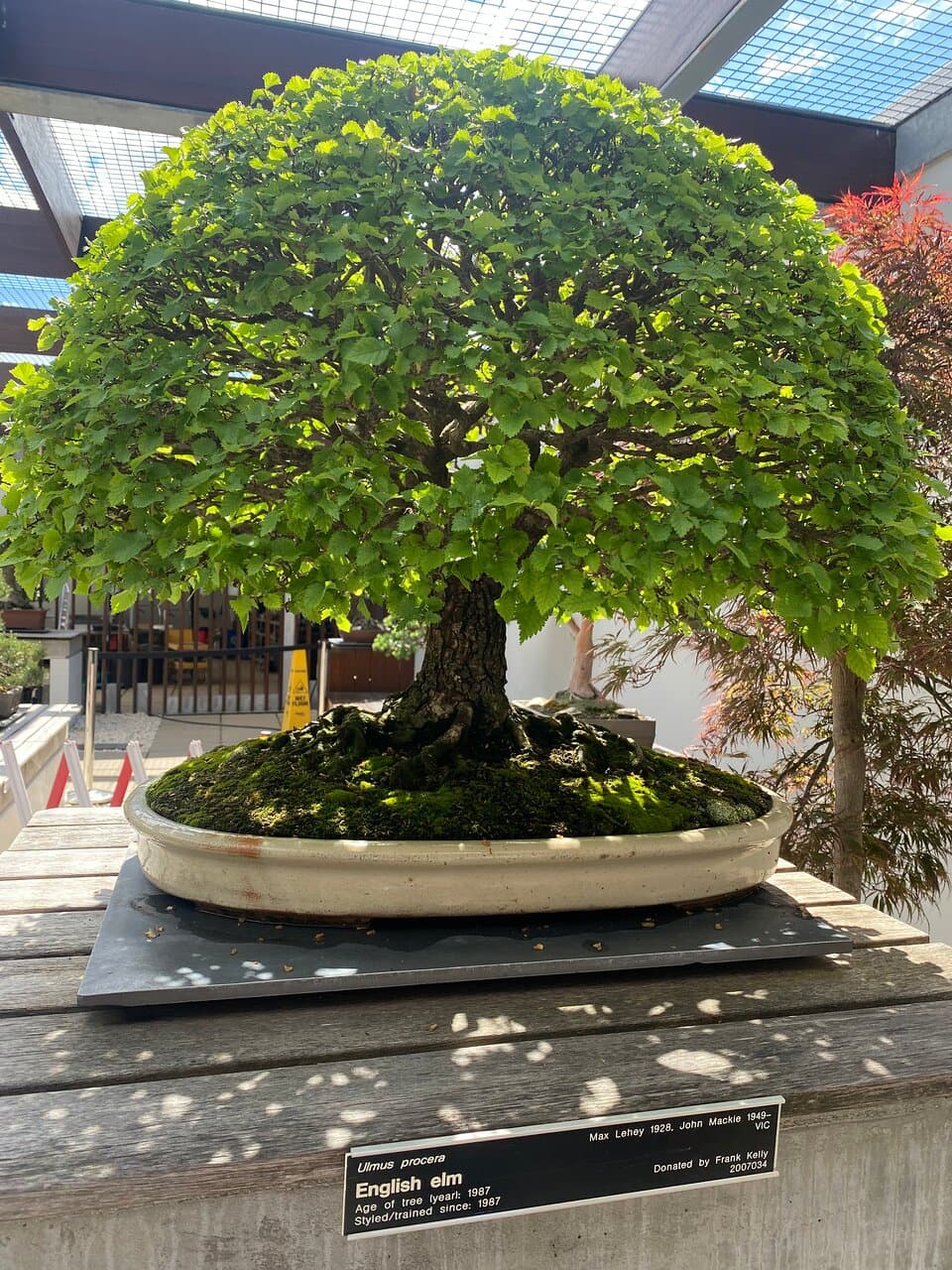 National Bonsai and Penjing Collection