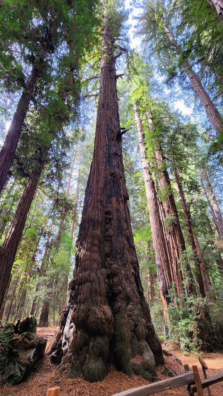 Henry Cowell Redwoods State Park