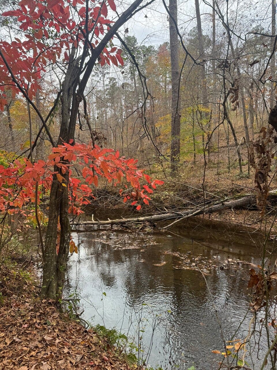 As a Florida resident who is from Kentucky, I was craving a taste of fall. We were able to experience it in Raleigh, especially while at the William B Umstead State Park. We chose to do a hike that allowed us to see the tree chainsaw art. Note that if you do this hike, it’ll be at the end. Don’t freak out like us and think you’re not going to see it, haha! The state park offers a variety of trails and activities. Wish we would have had more time here.