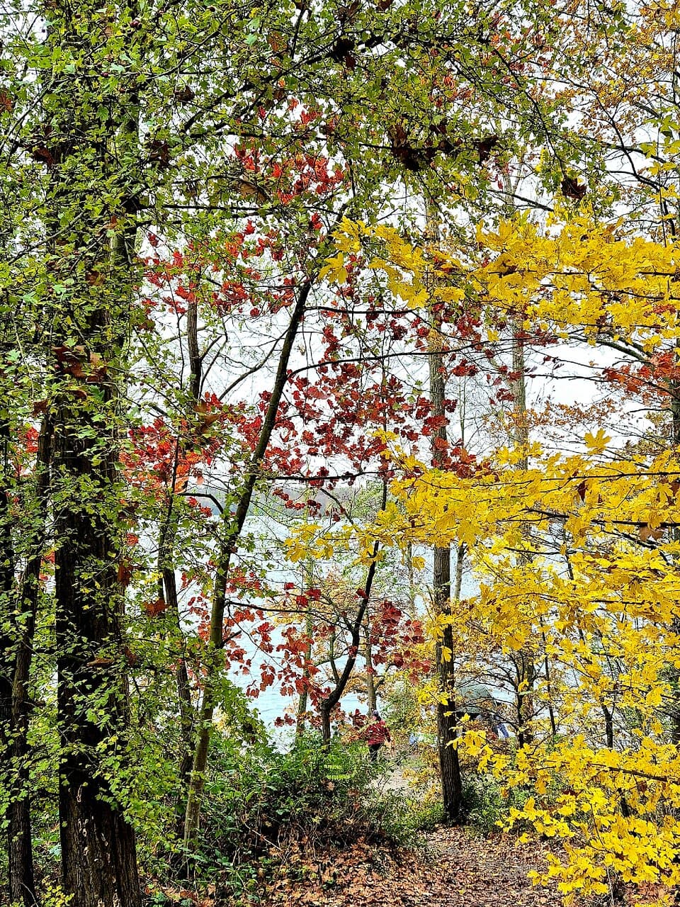 Three colors in autumn - view over Bleibtreu Lake🌏