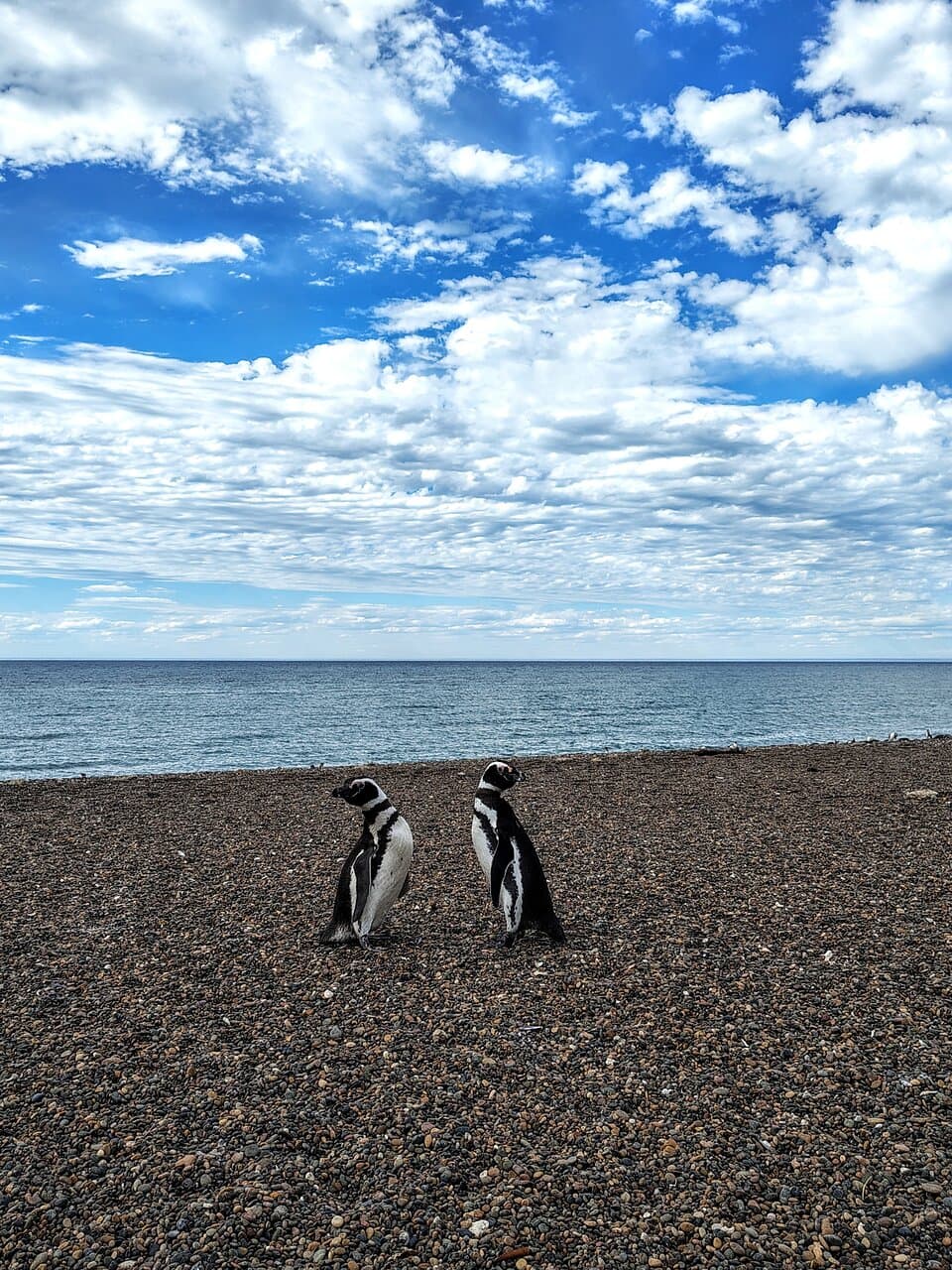 Punta León Penguin Reserve