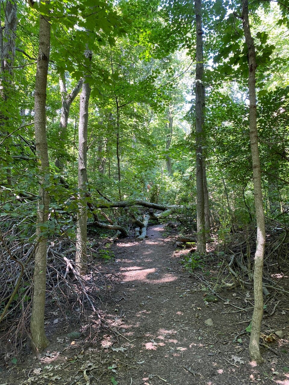 Walking the Trail at Jane Coates Wildflower Trail