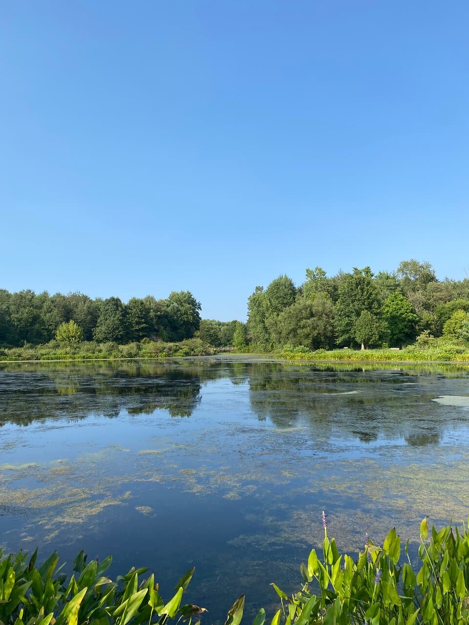 Walking at Buckeye Woods Park