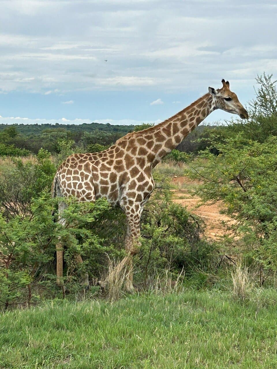 Dinokeng Game Reserve Johannesburg