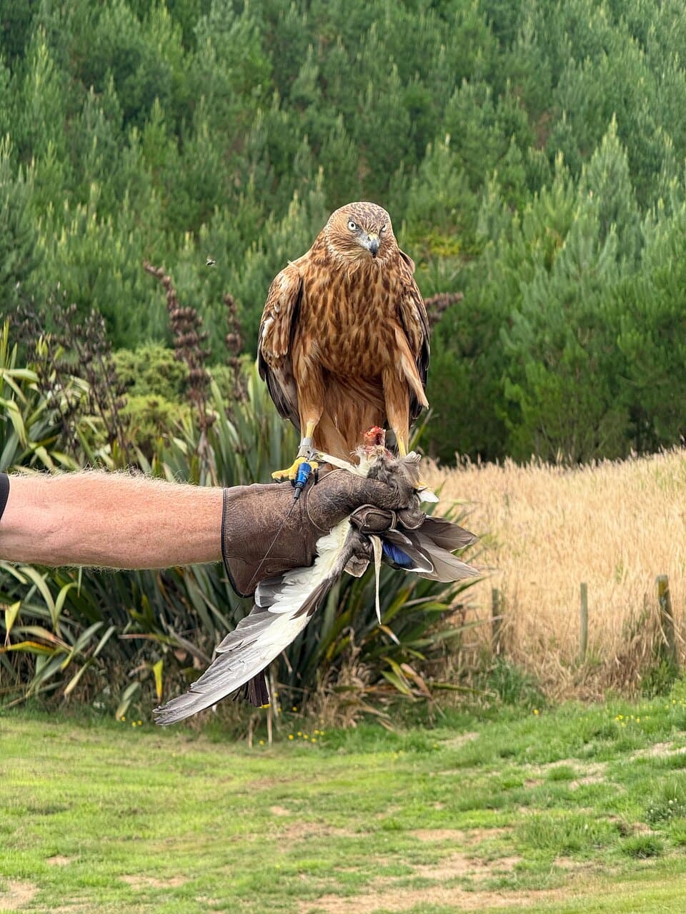 Wingspan National Bird of Prey Centre