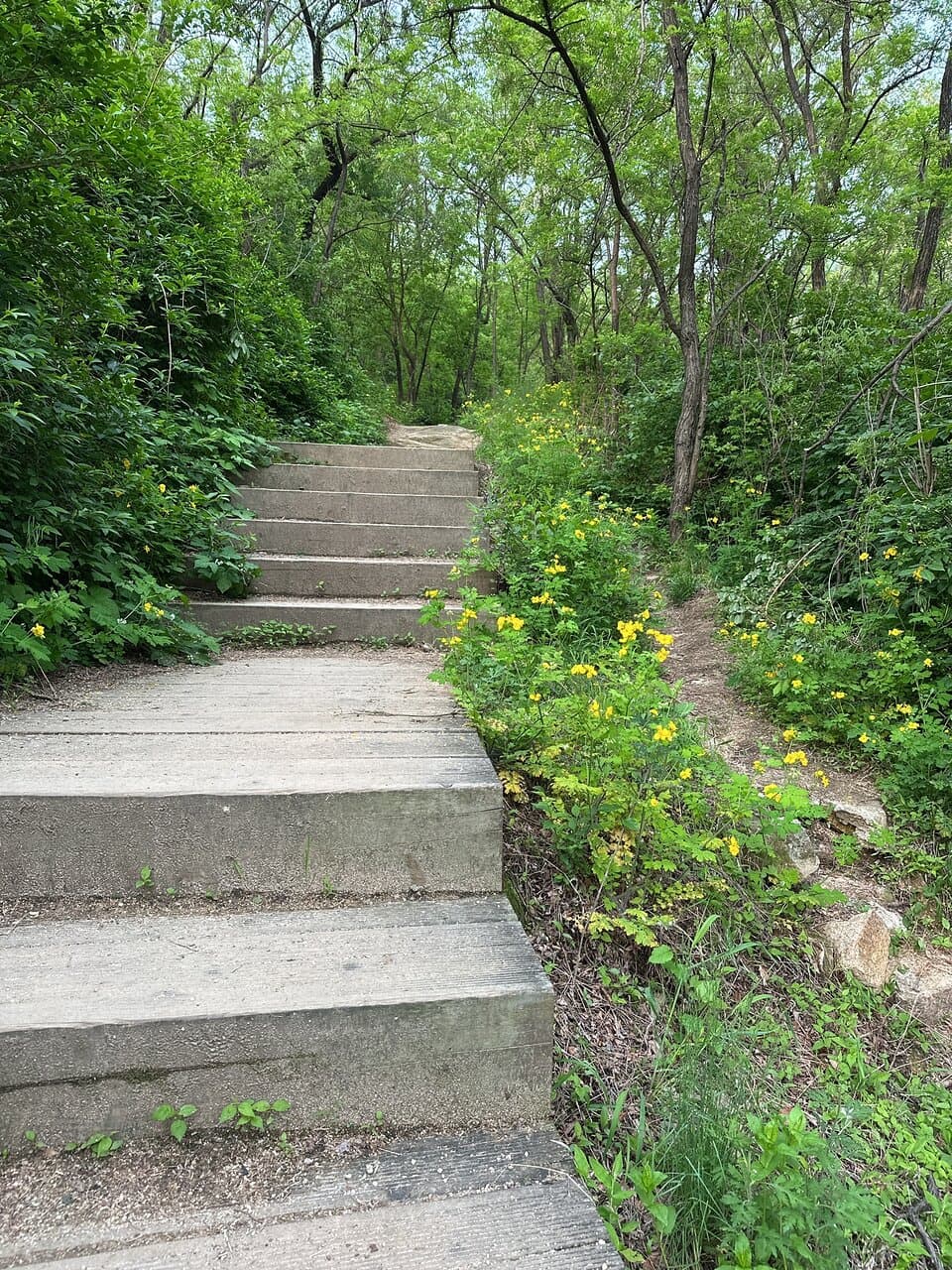 Beautiful and easy hike. They have boardwalks around the trail along with the usual dirt trails. It is relatively easy if you plan to just hike the trails. Going up to the summit is another thing though. Pretty steep but very rewarding once you get to the summit. You will see plenty of elderly people easily climbing up and down the trails and summit which made feel super unhealthy. There is a bridge that links to Inwangsan along the Ansan Jarak-gil Trail. You can see both Inwangsan & Bukhansan.