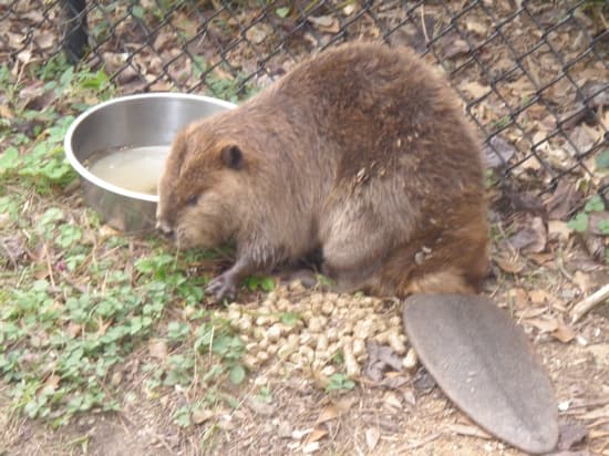 The Beaver at CNC