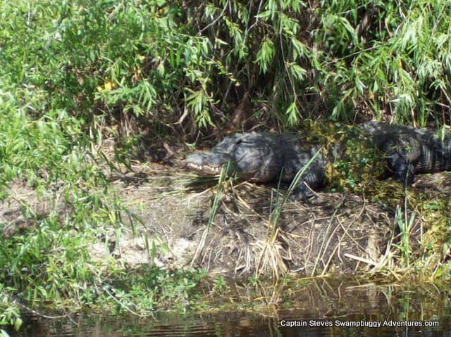 Resident Gator