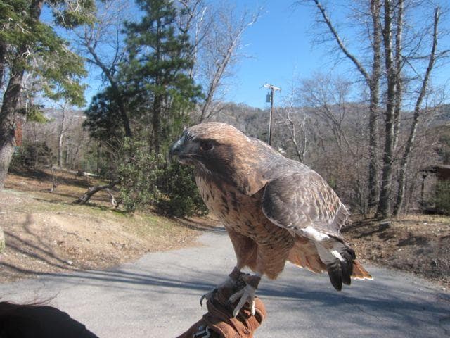 Red Tail Hawk