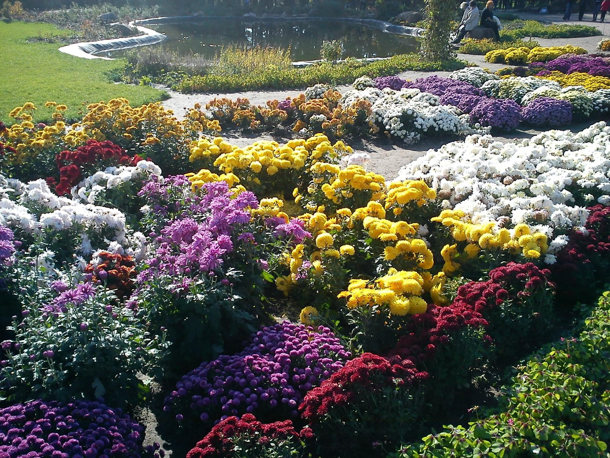 Chrysantemums