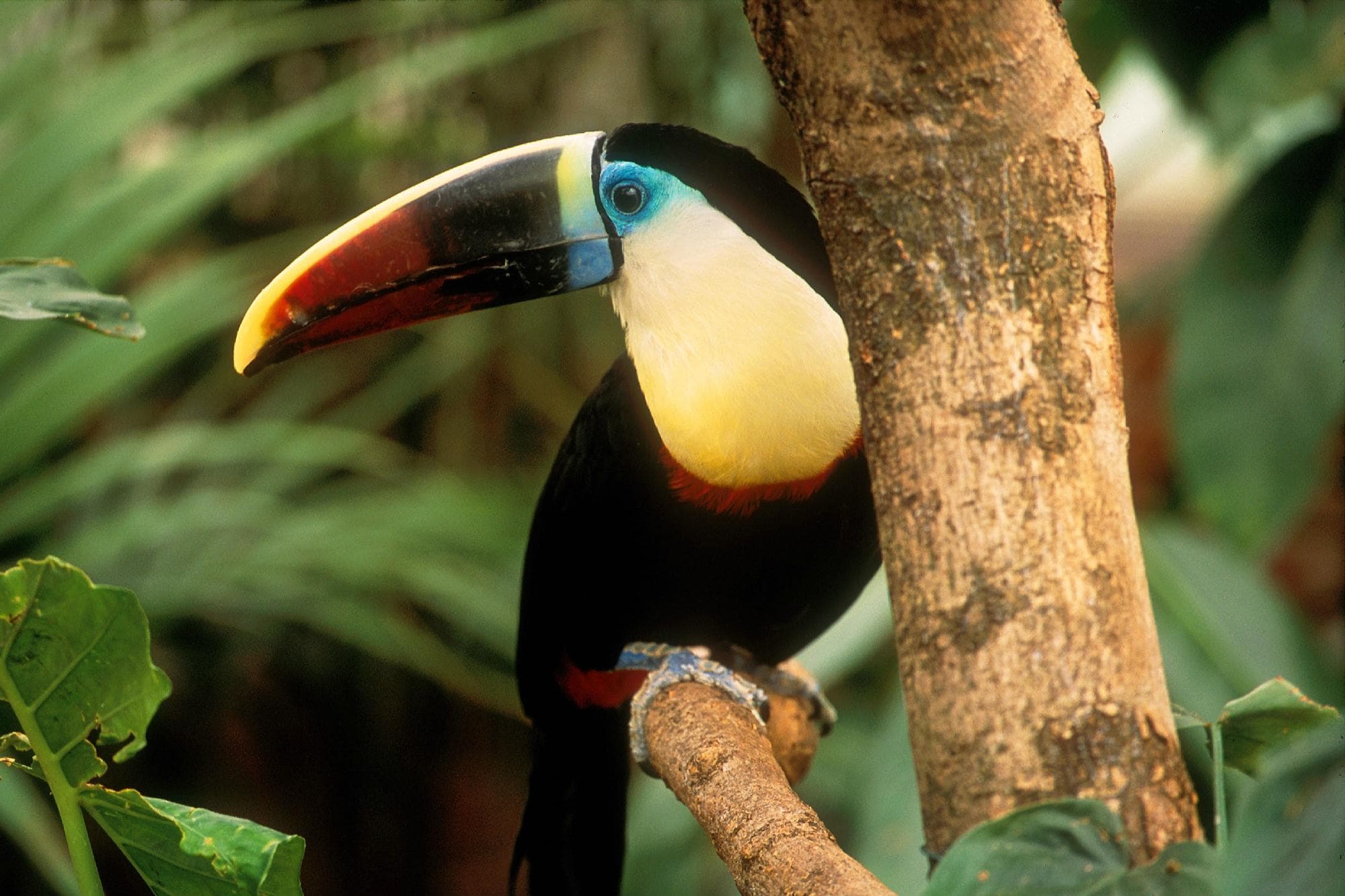 One of our Pair of Toucan