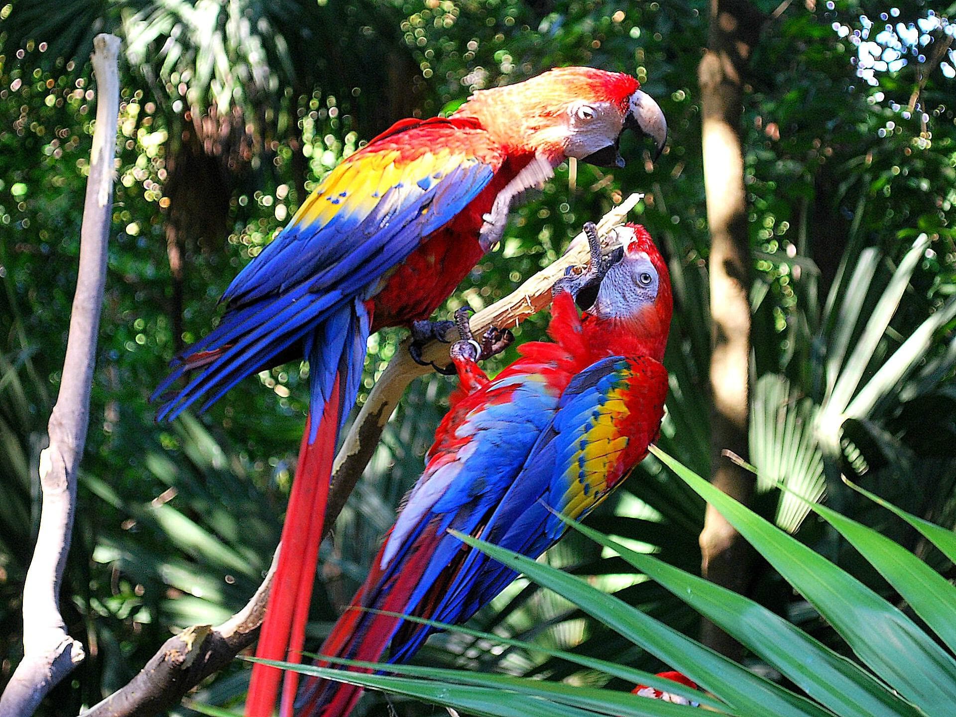                   parrots
                