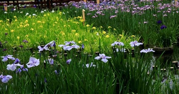 山田池公園　6月