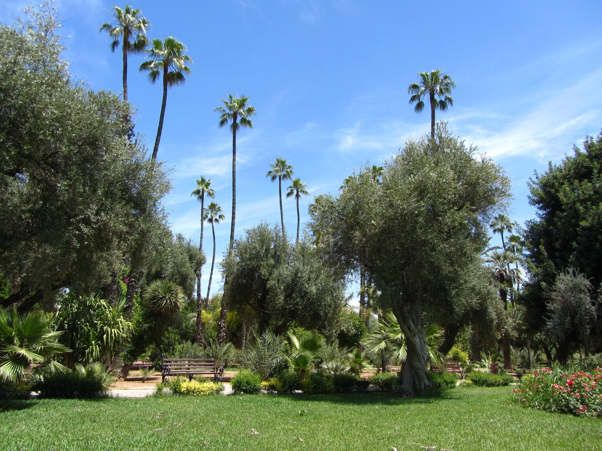 Palms II