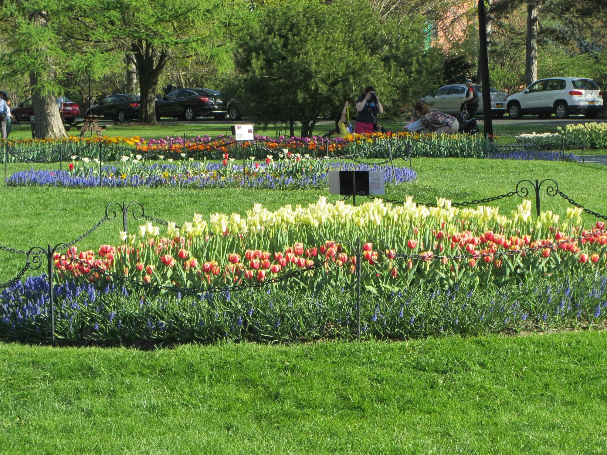 Tulips