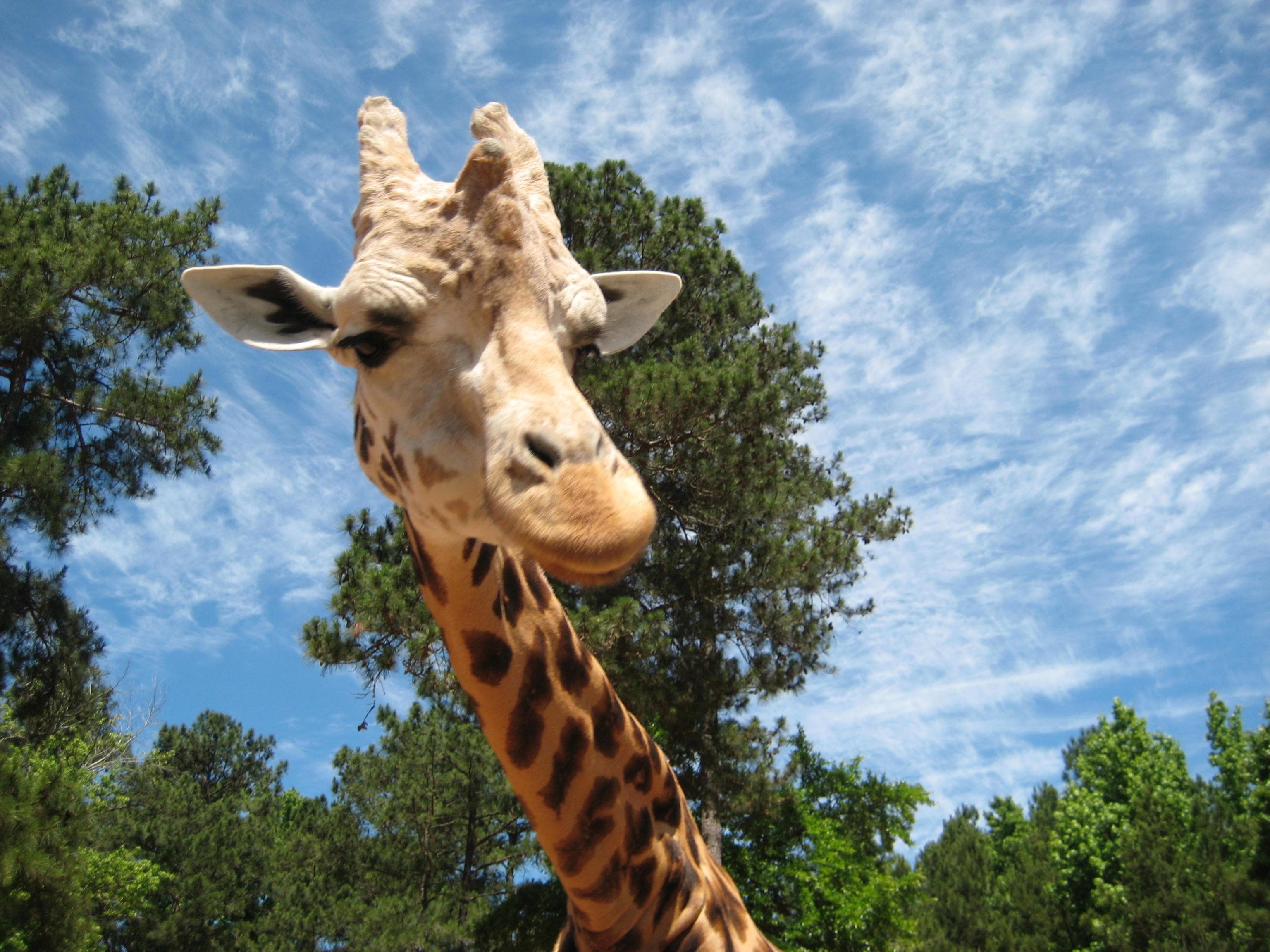 Welcome!  Aren't I gorgeous?!?!