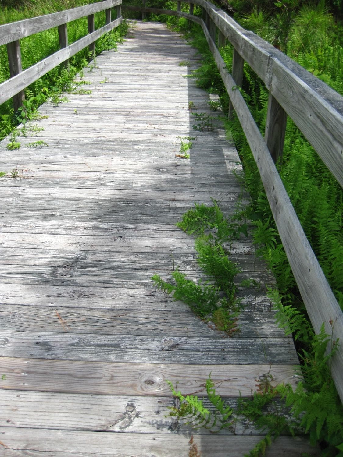 Ferns growing through the bridge