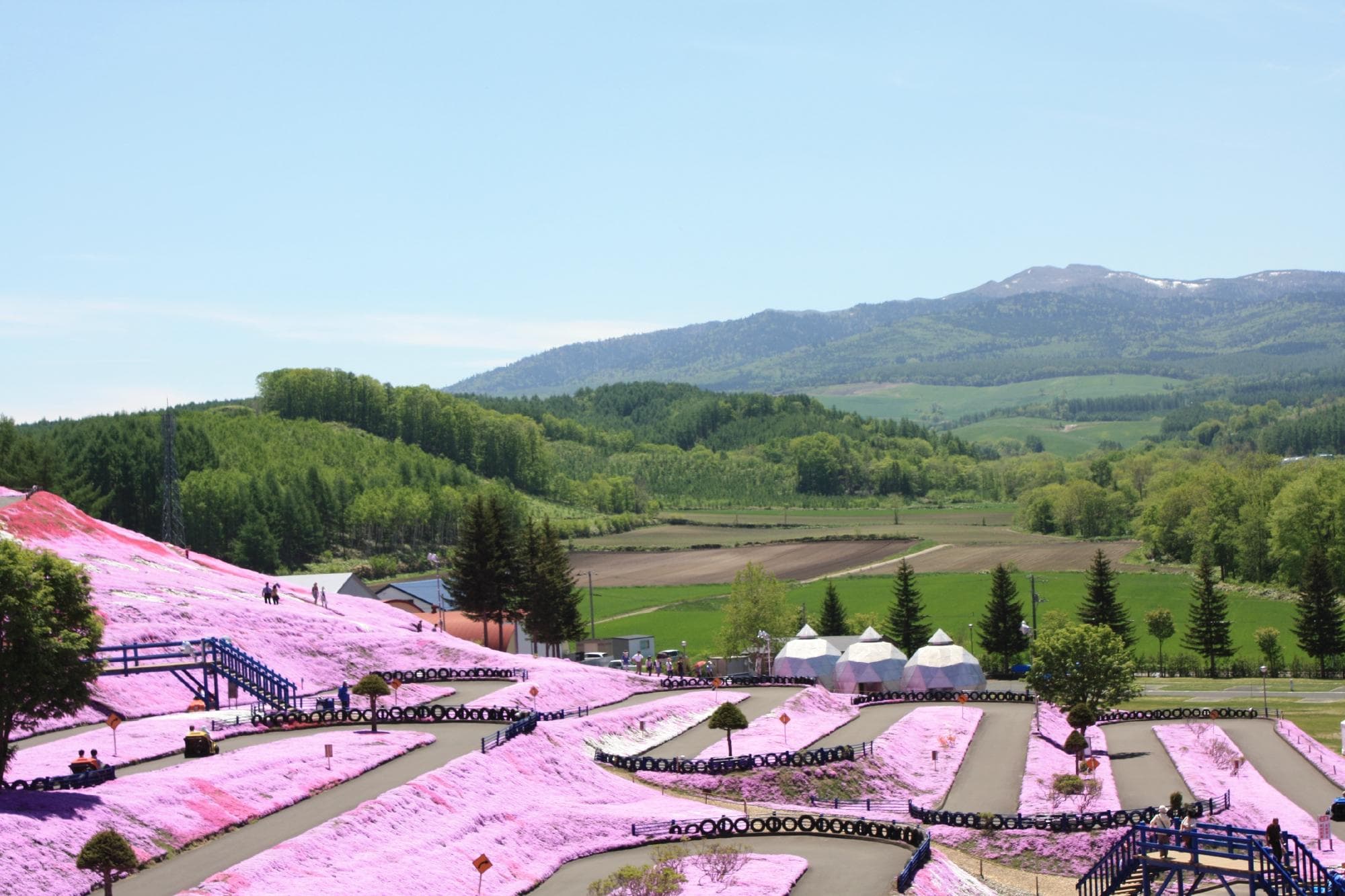 今年は開花が遅かったのです。