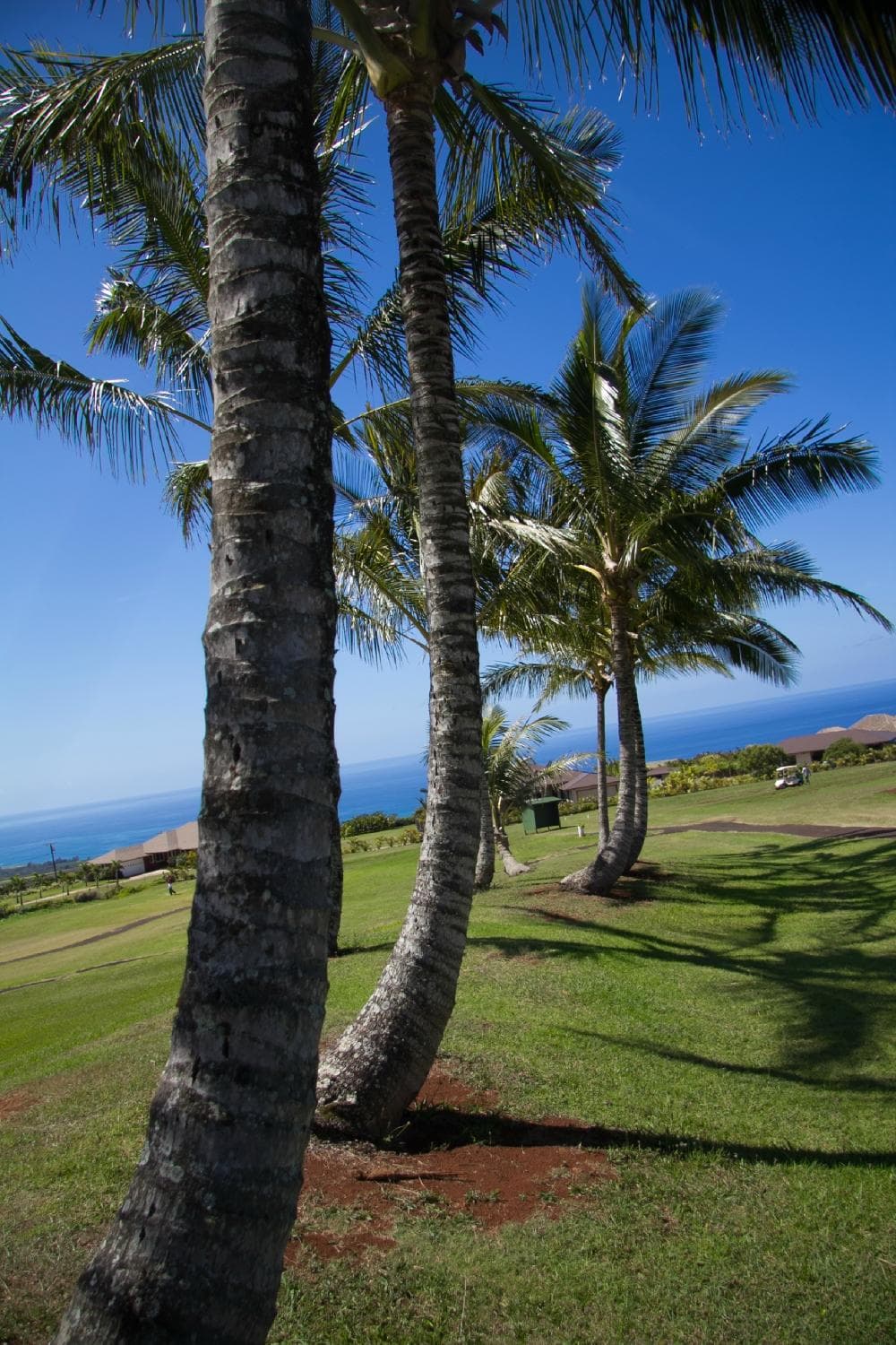 no trees like this in Utah