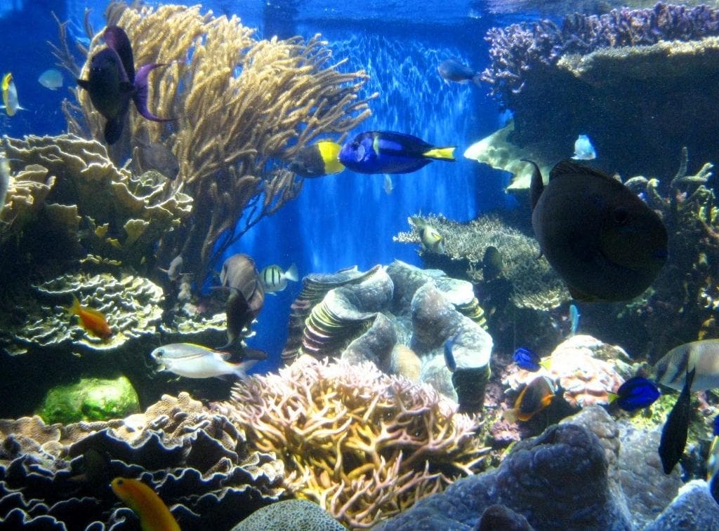 Colourful tropical fish