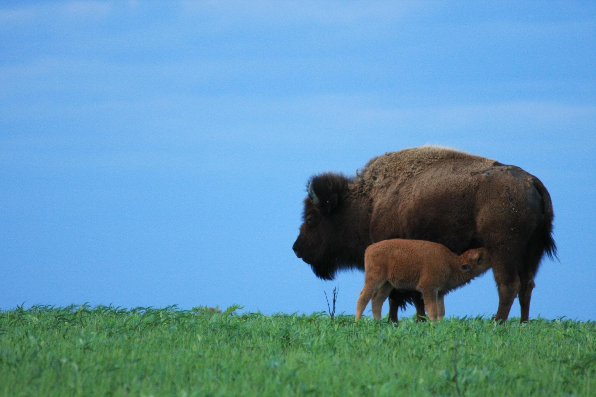 American Buffalo
