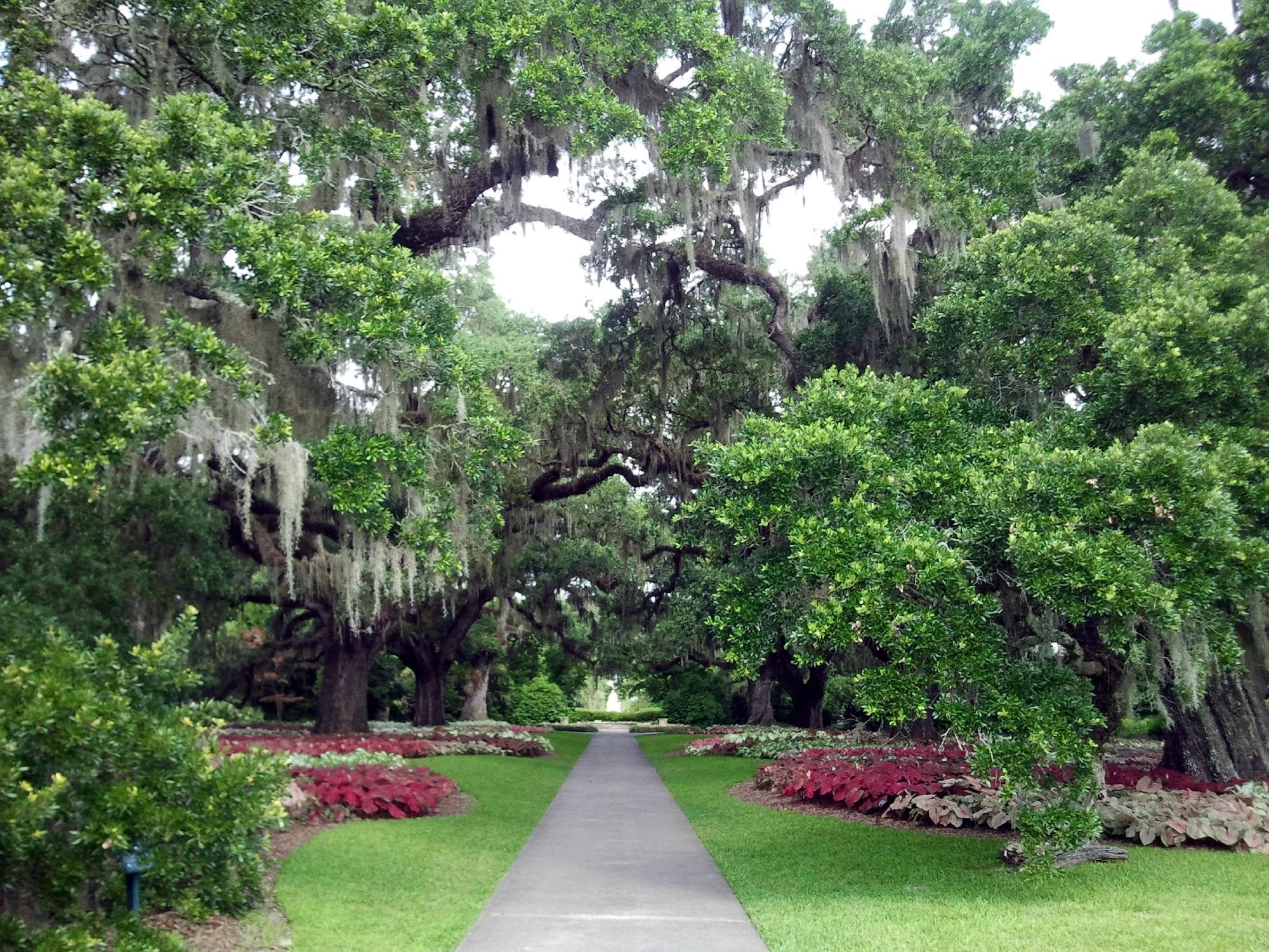 Live Oak Allee