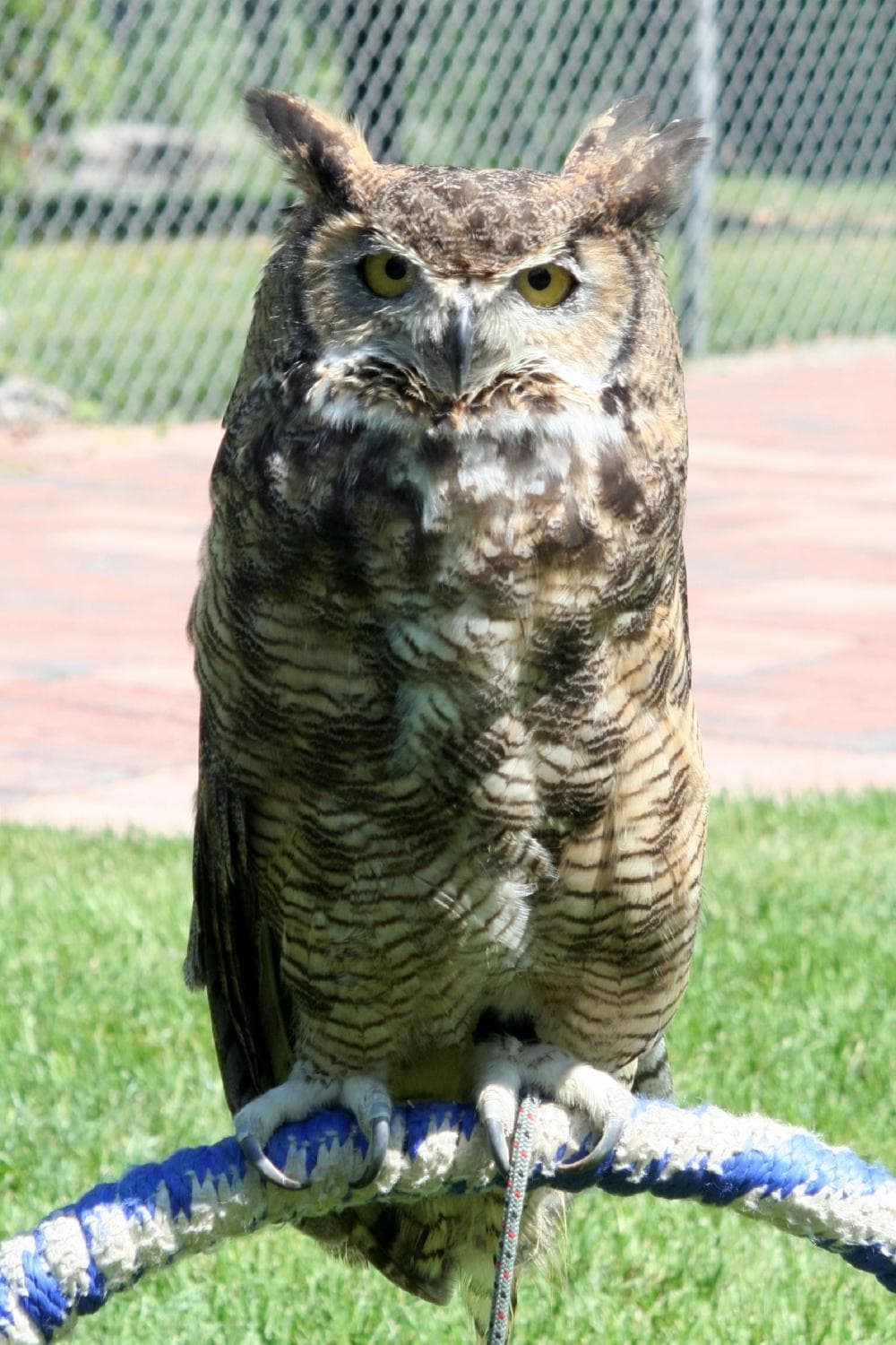 Ashley the Great Horned Owl