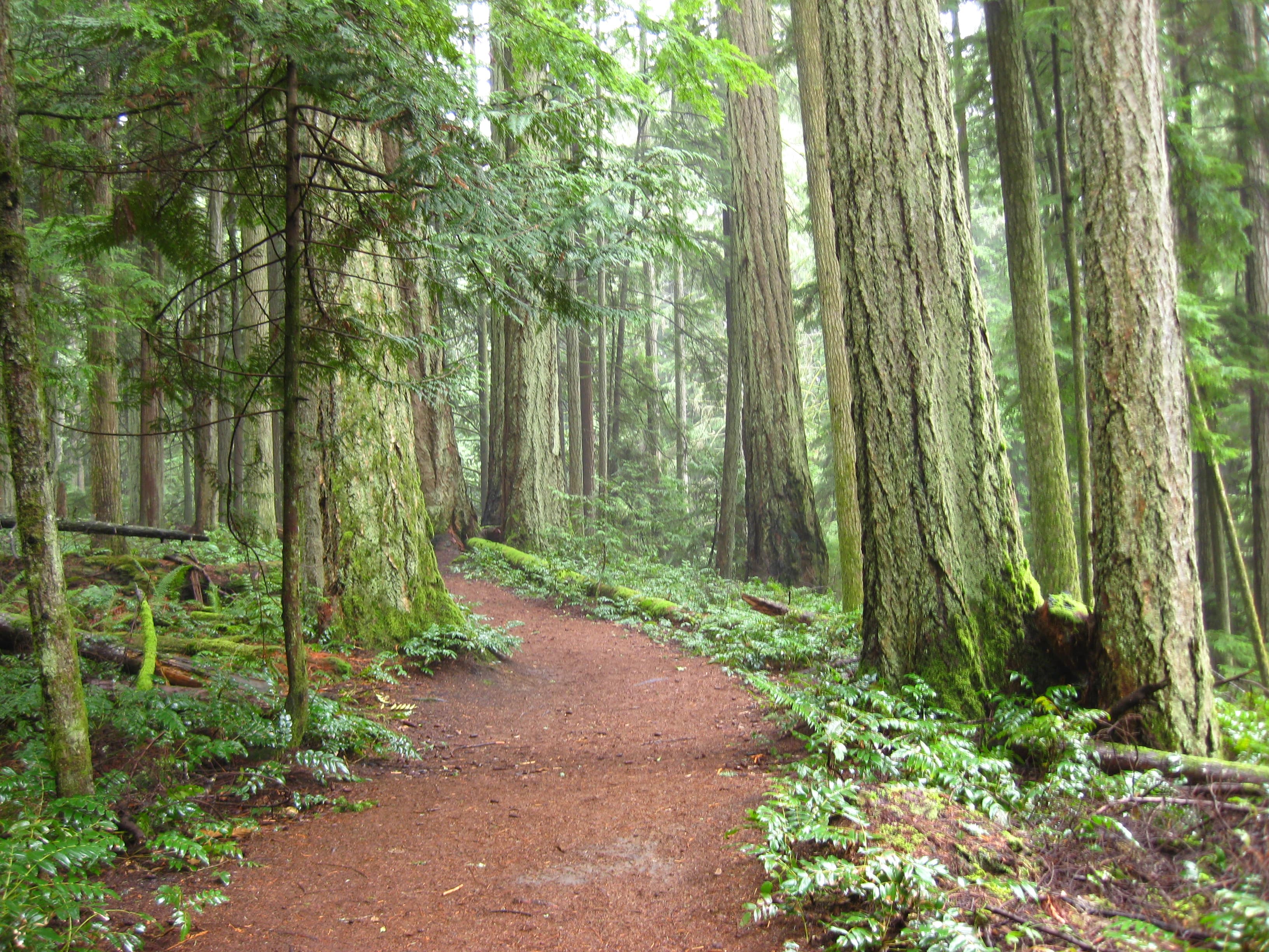Forest trail.