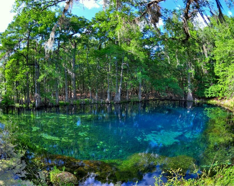 Manatee Springs head spring