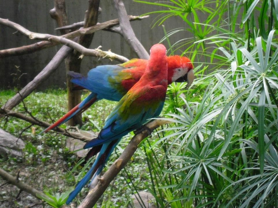 Animales en el Zoo