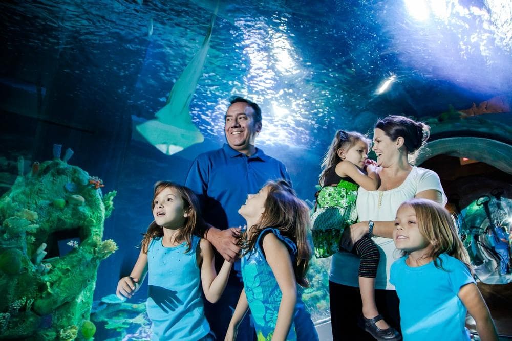 Walk through the amazing 360 degree ocean tunnel among sharks, rays and a rescued sea turtle