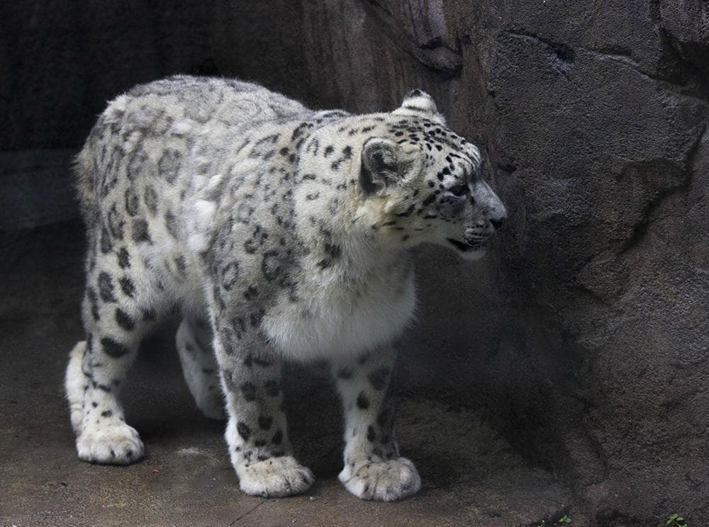 Leopardo branco (femea)
