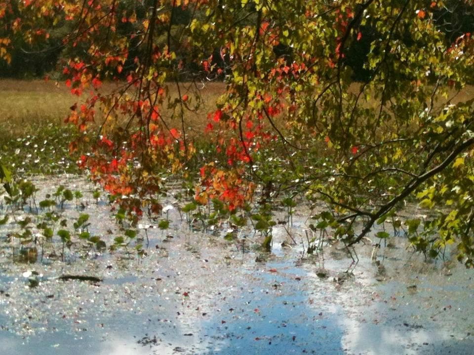 First day of fall, 2013, at Government Island, Stafford, VA