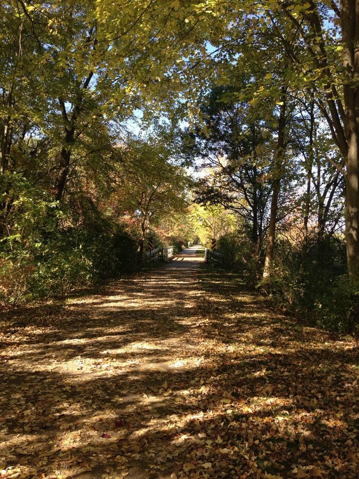 Beautiful canopy of trees along the trail