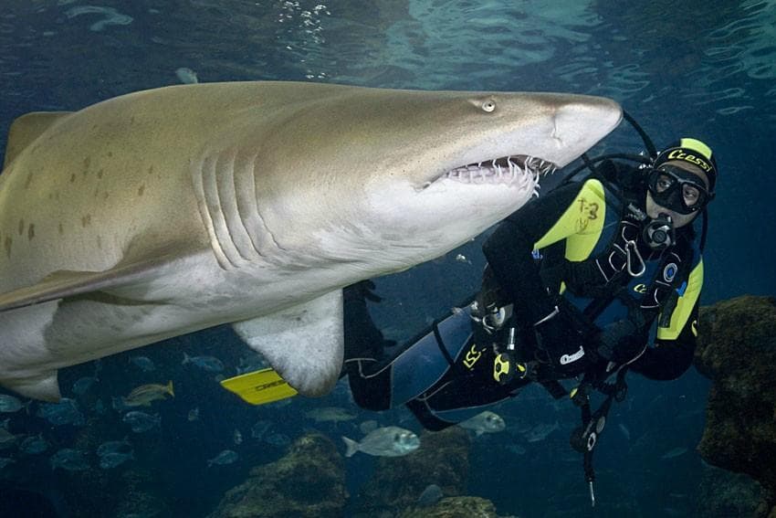 Shark Dives