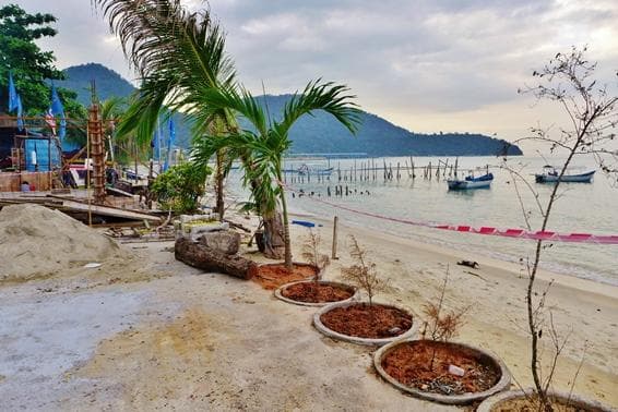 Through the palm trees