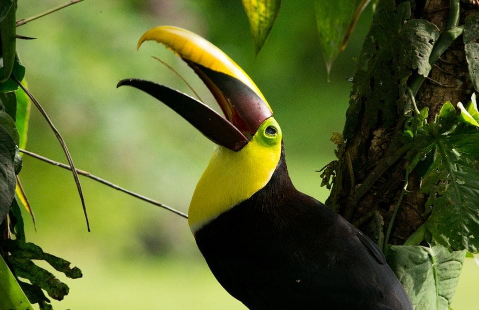 Toucan