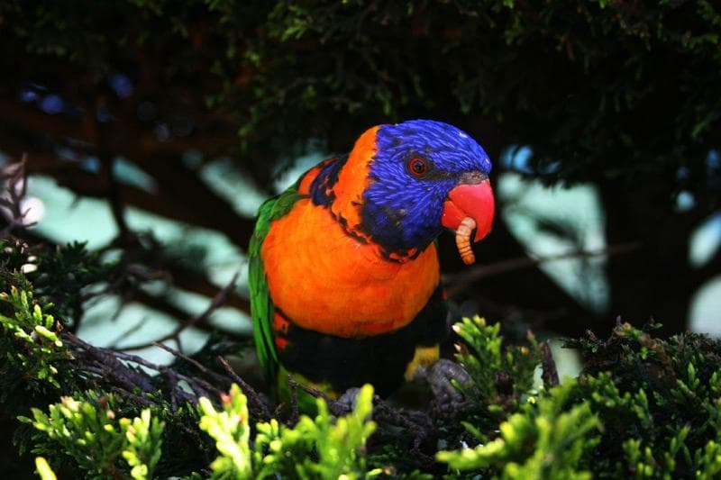 bird