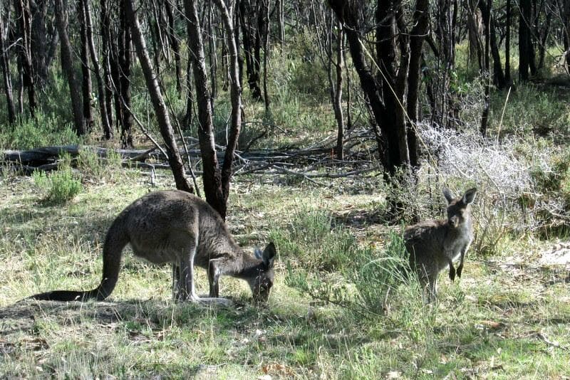 An abundance of roos