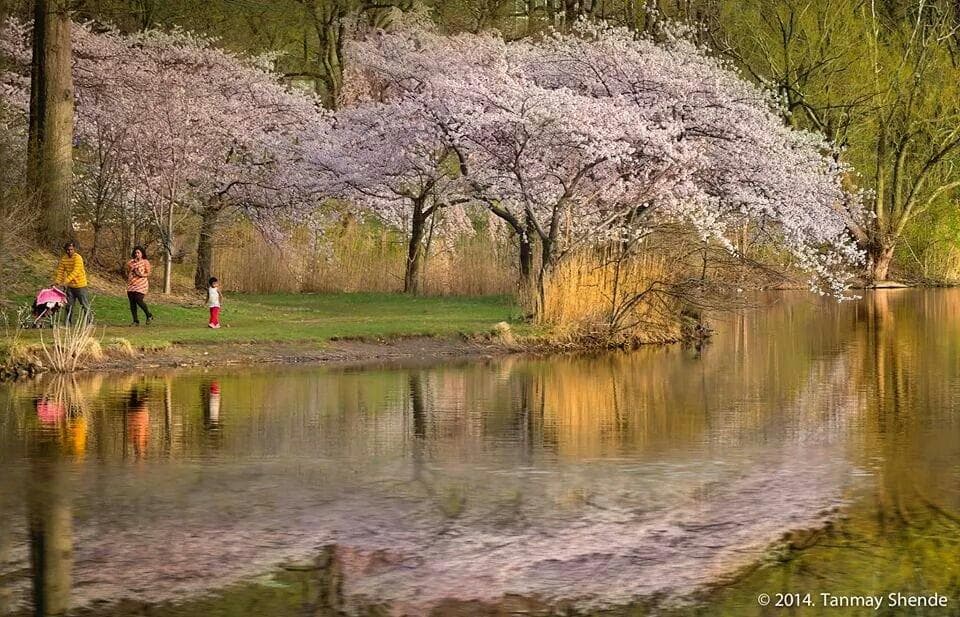 One of the best way to enjoy the spring is walk in the park with family.

@ Tanmay Shende 
ww