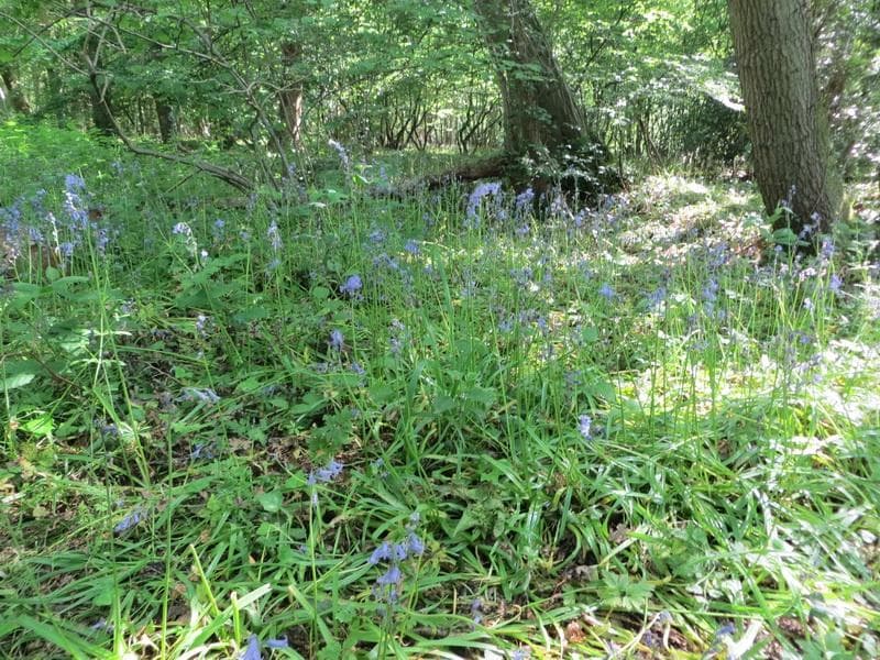 Bluebells