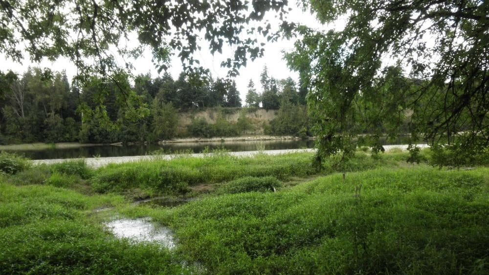 Water in the Willamette was low in August.