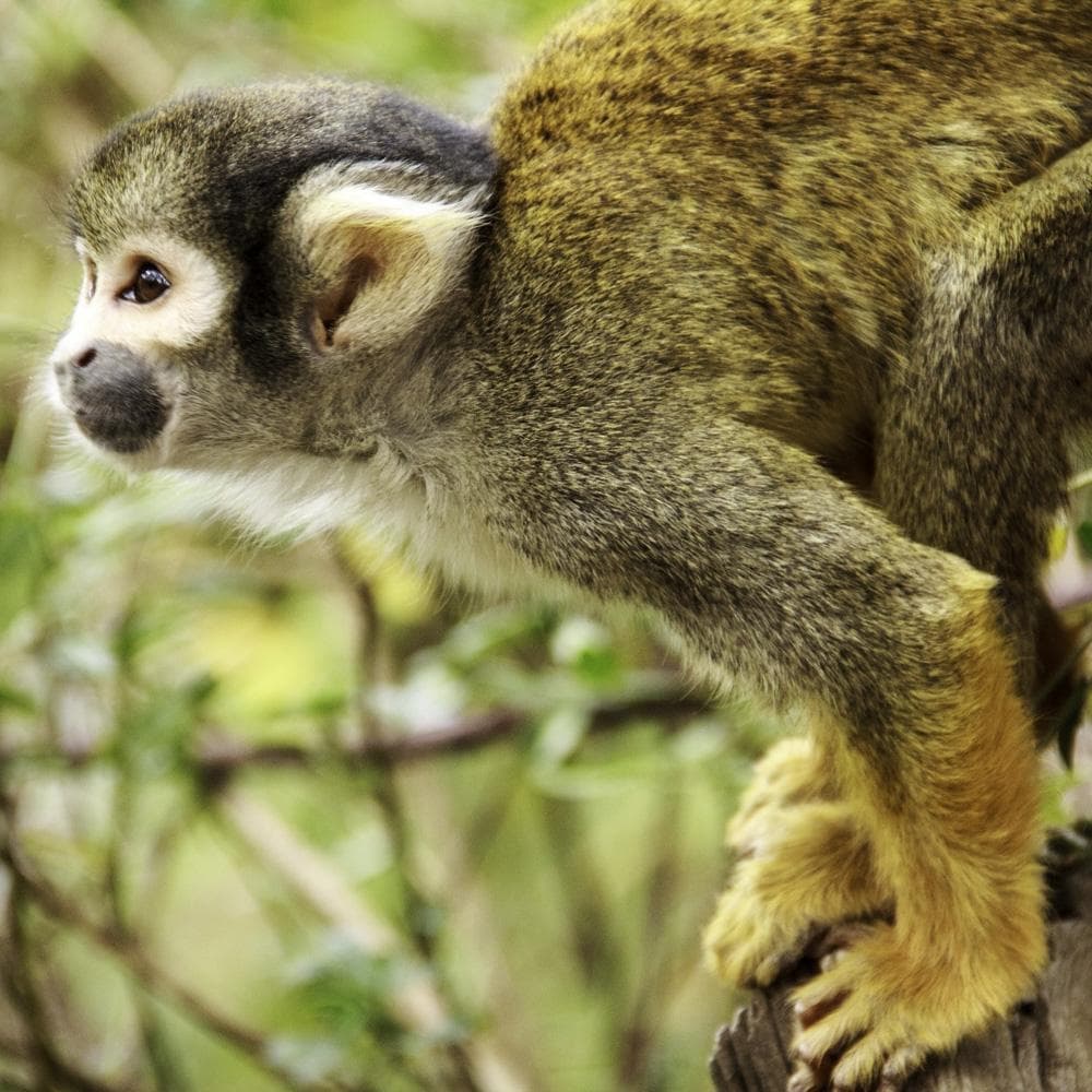 Very cool little monkeys
