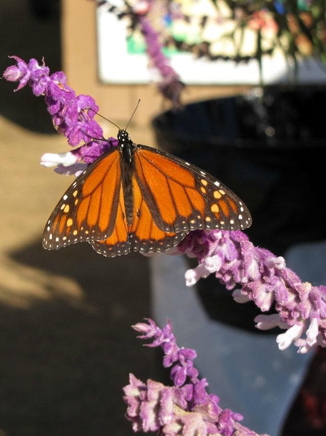 Monarch butterfly