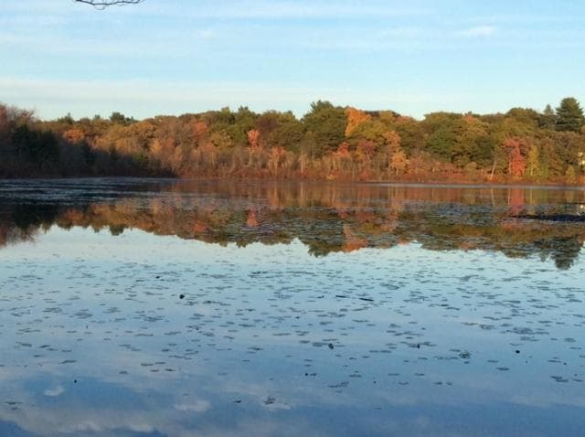 Pond