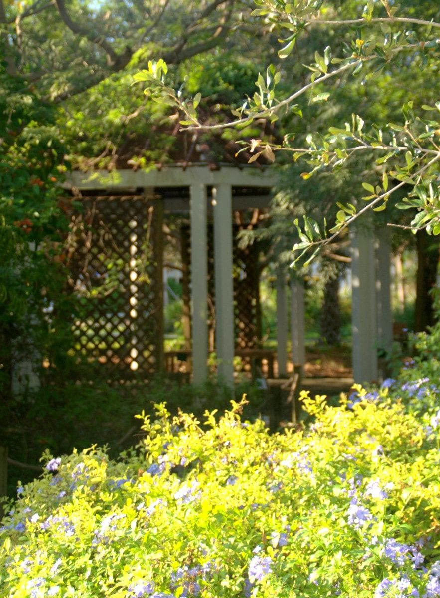 arbor