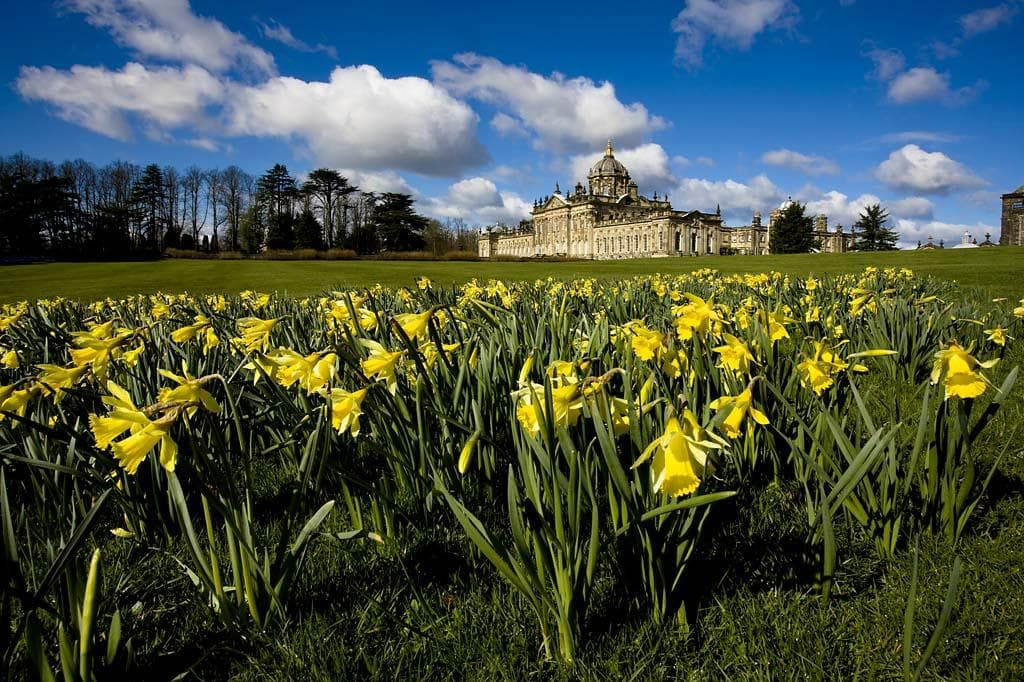 Daffodils in Spring