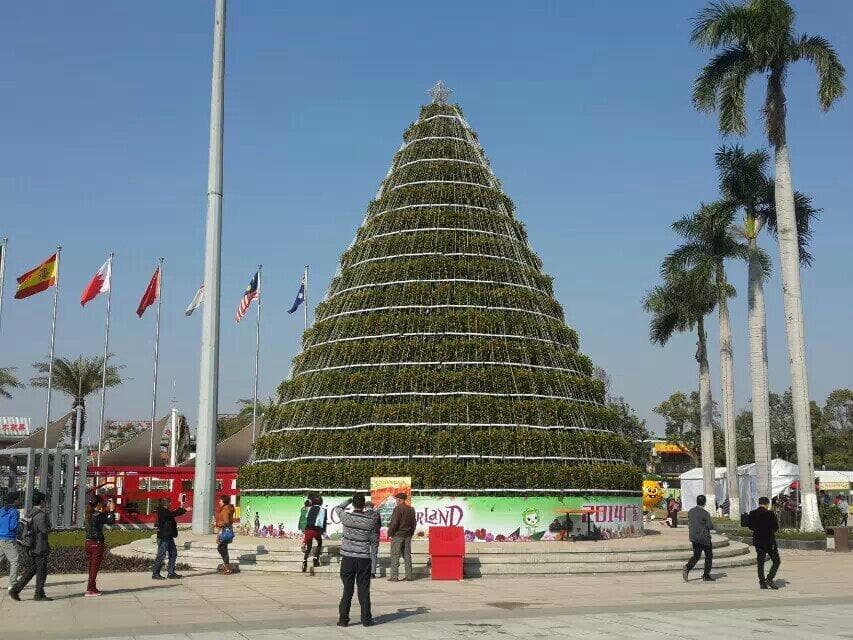 一千九百九十九棵桔木。