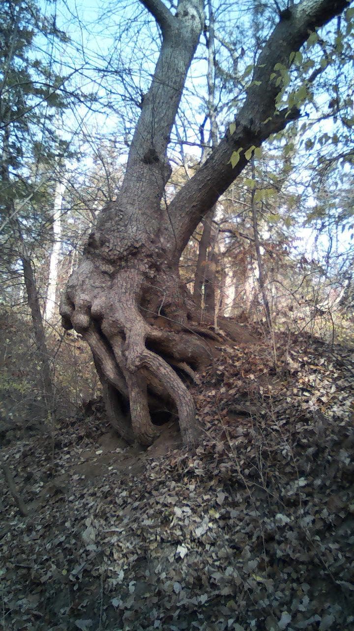 Lower trail behind Target
